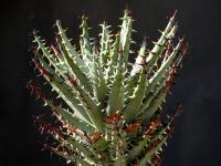 Thumbnail of 1764_Aloe erinacea_20150309_02(1).JPG